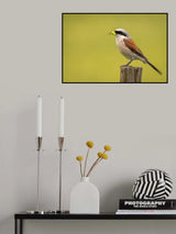 Red-backed Shrike Poster och Canvastavla