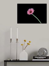 beautiful flower in front of black background Poster och Canvastavla