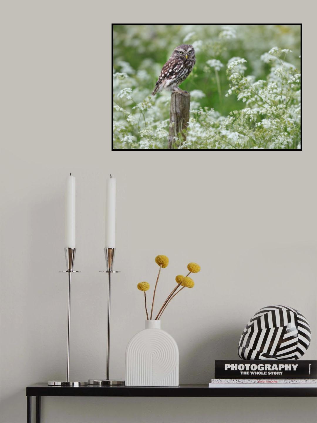 Pygmy owl Poster och Canvastavla