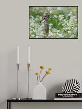 Pygmy owl Poster och Canvastavla