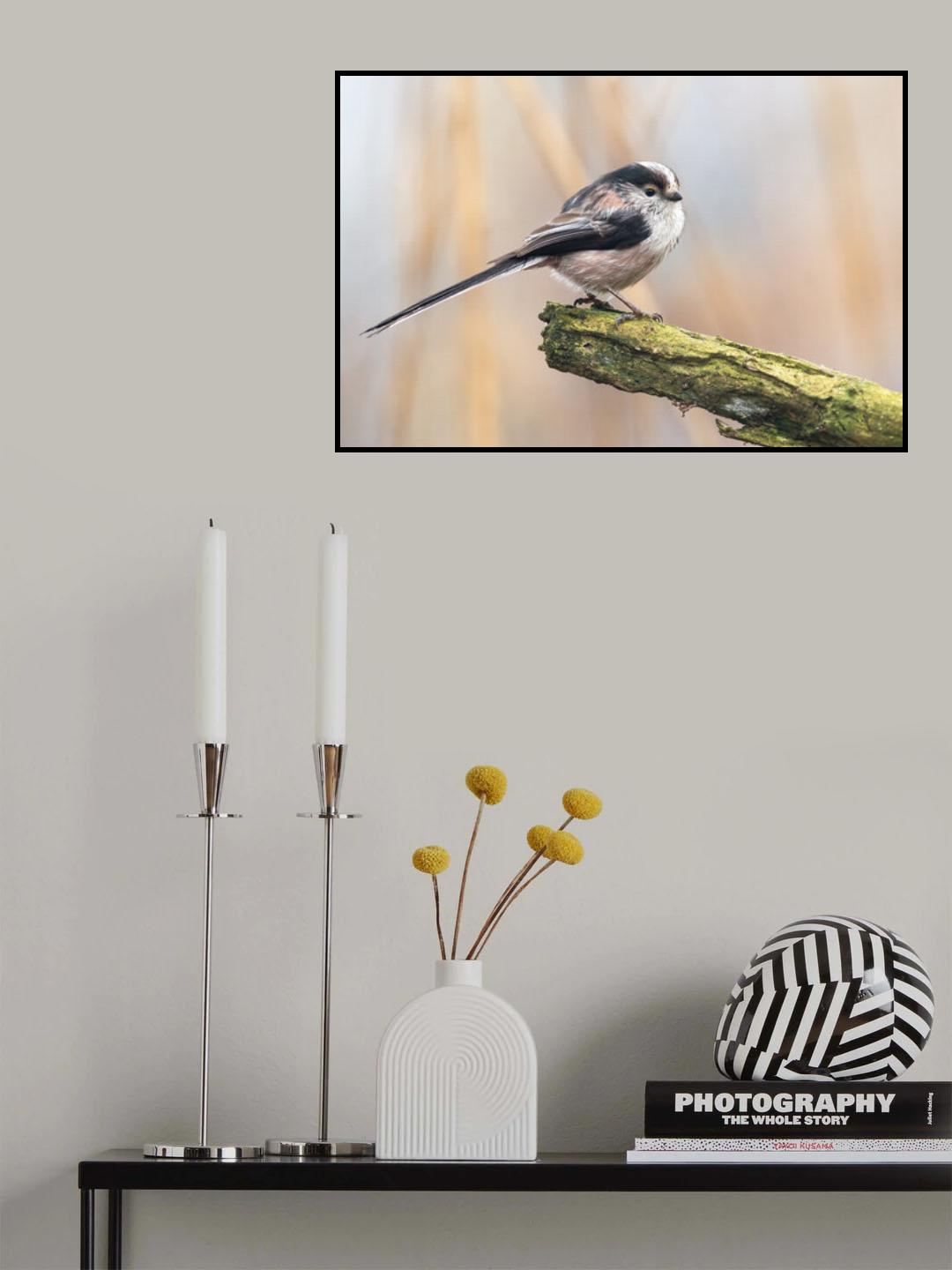 Codibugnolo Poster och Canvastavla