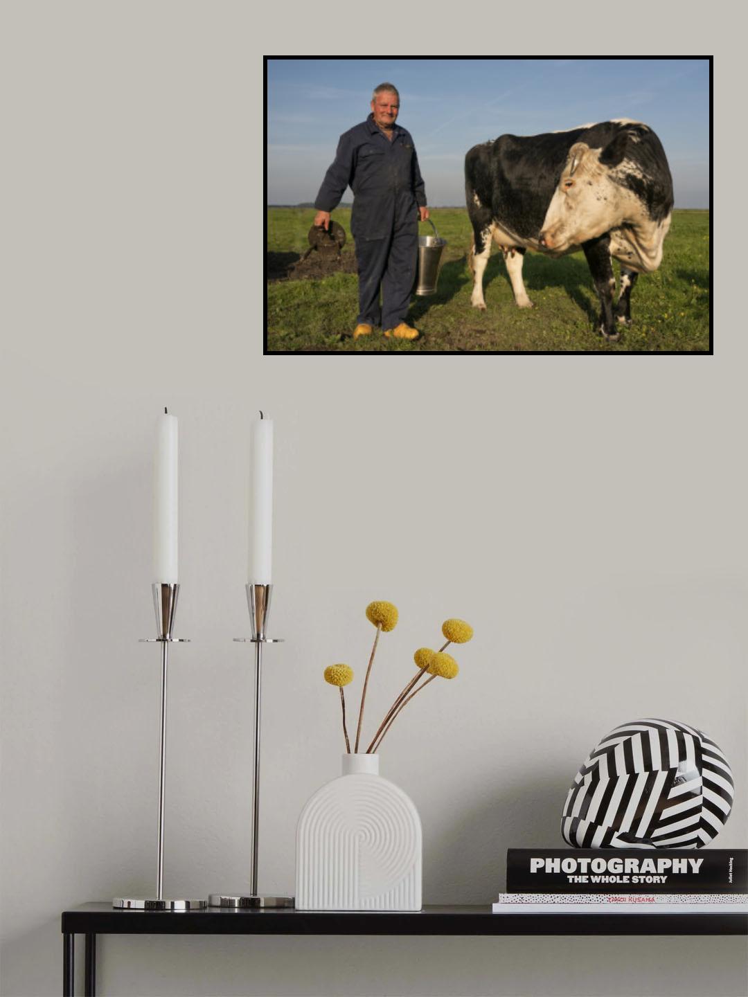 Klaas Vos milks by hand Poster och Canvastavla