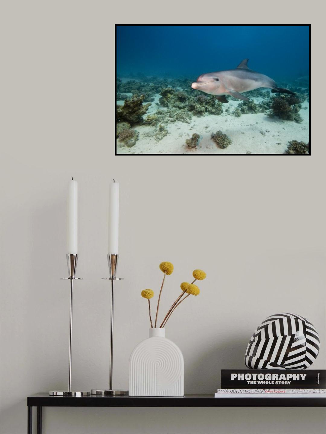 Bottlenose dolphin Poster och Canvastavla