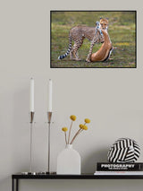 Cheetah with prey Poster och Canvastavla