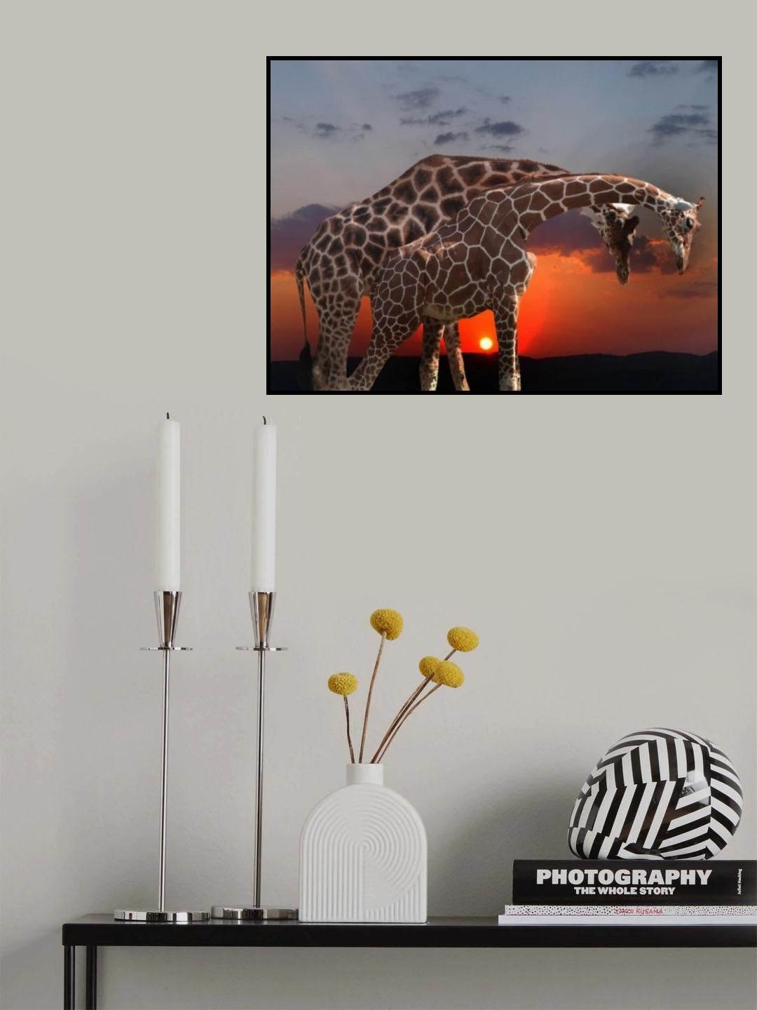 couple of girafe Poster och Canvastavla
