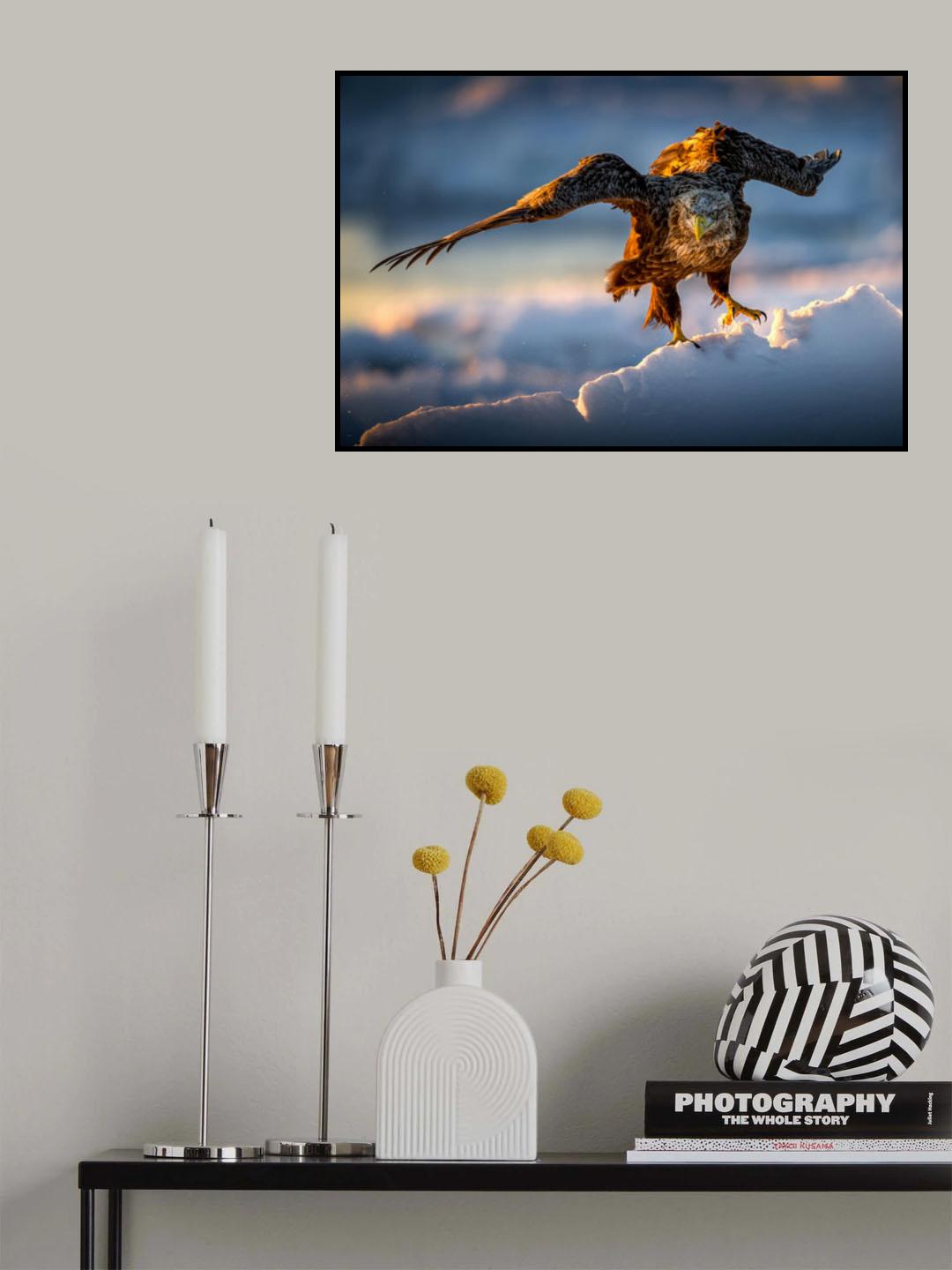 A Sea eagle on drift ice Poster och Canvastavla