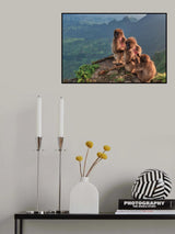 Morning toilette in the Simiens Poster och Canvastavla