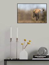 Kestrel on patrol Poster och Canvastavla