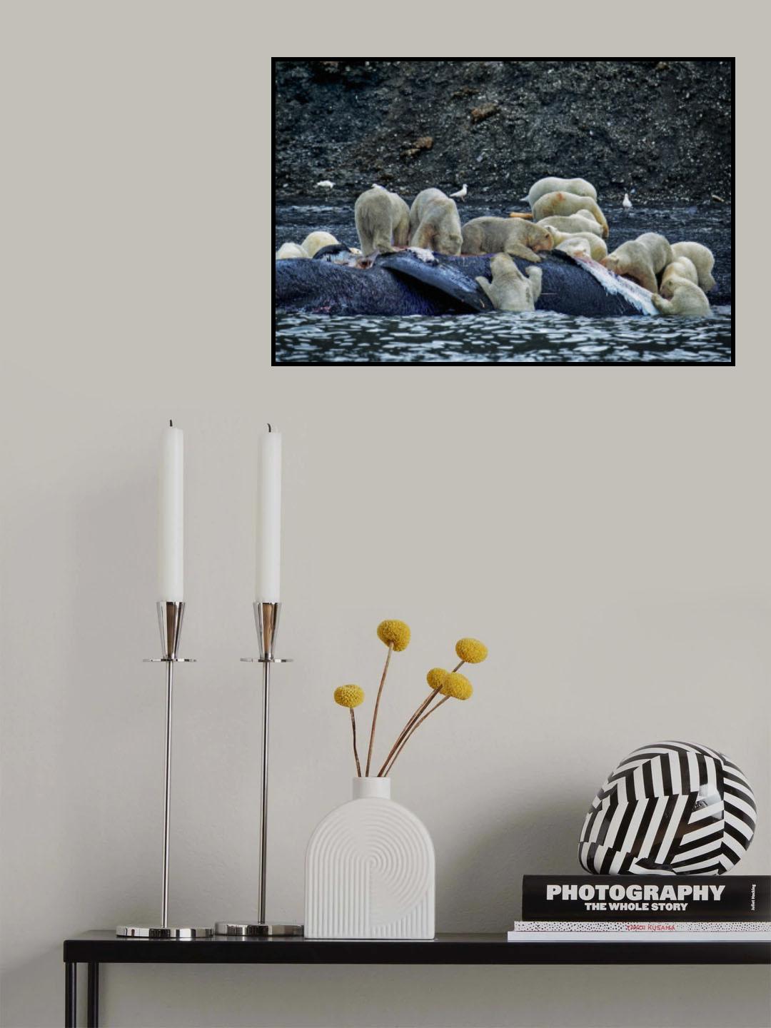 Great White Polar Bears feasting a whale carcass Poster och Canvastavla