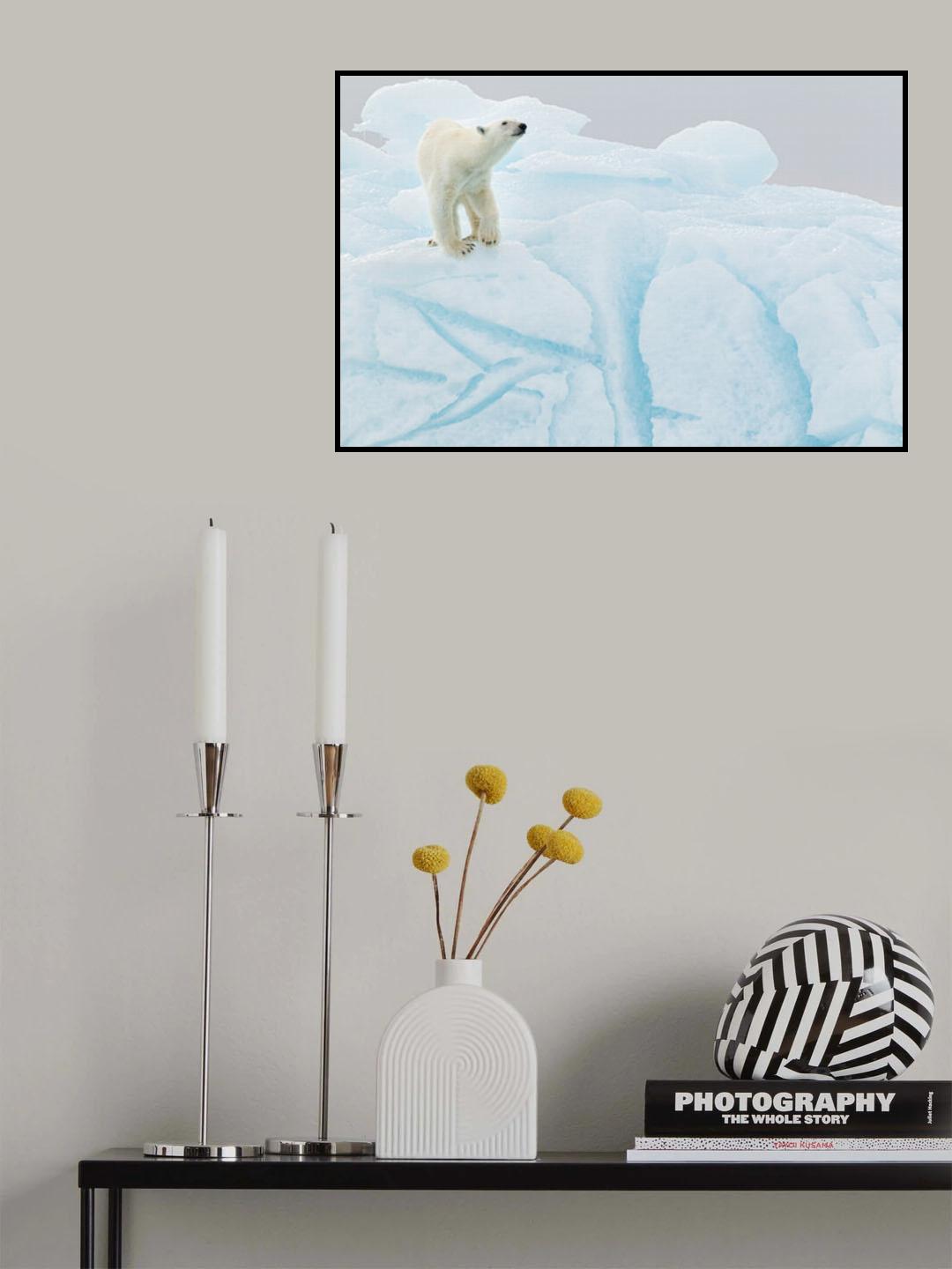 Polar bear on iceberg Poster och Canvastavla