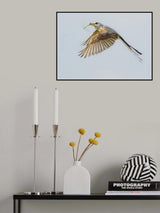Scissor-tailed flycatcher Poster och Canvastavla