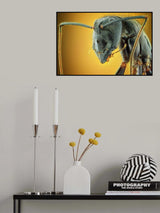 Camponotus Gigas Poster och Canvastavla
