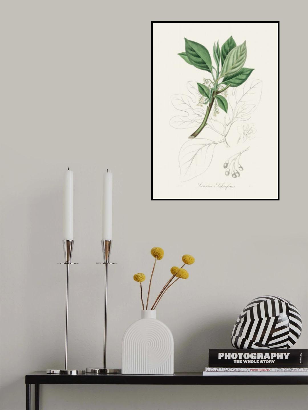 Sassafras (laurus Sassafras) Medical Botany Poster och Canvastavla