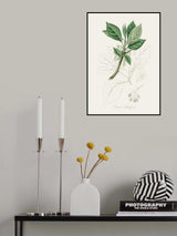 Sassafras (laurus Sassafras) Medical Botany Poster och Canvastavla