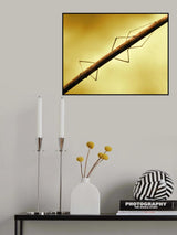 Stick insect Poster och Canvastavla