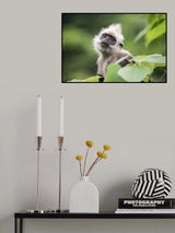 White-headed langur Poster och Canvastavla