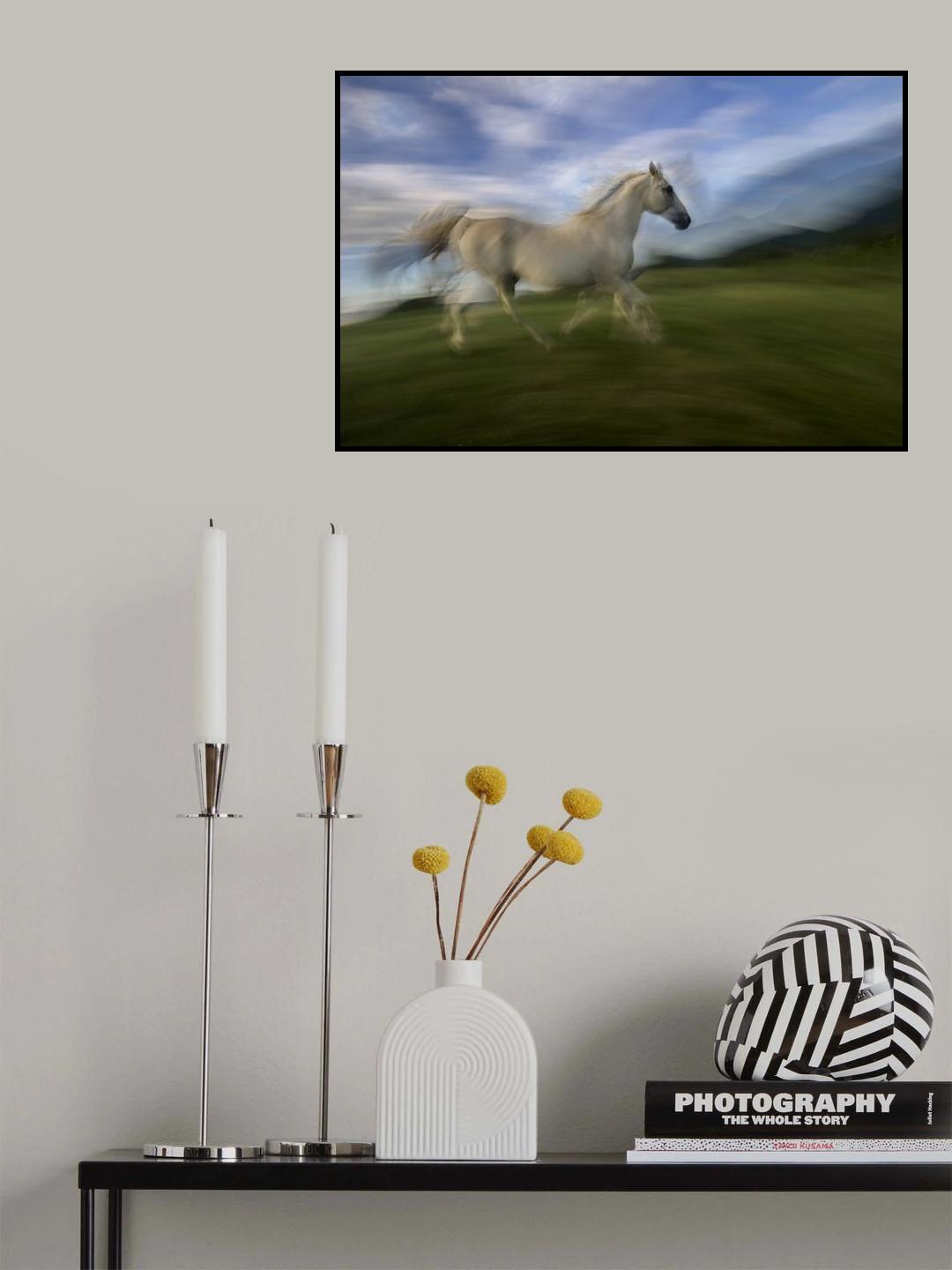 Lipizzian horse Poster och Canvastavla