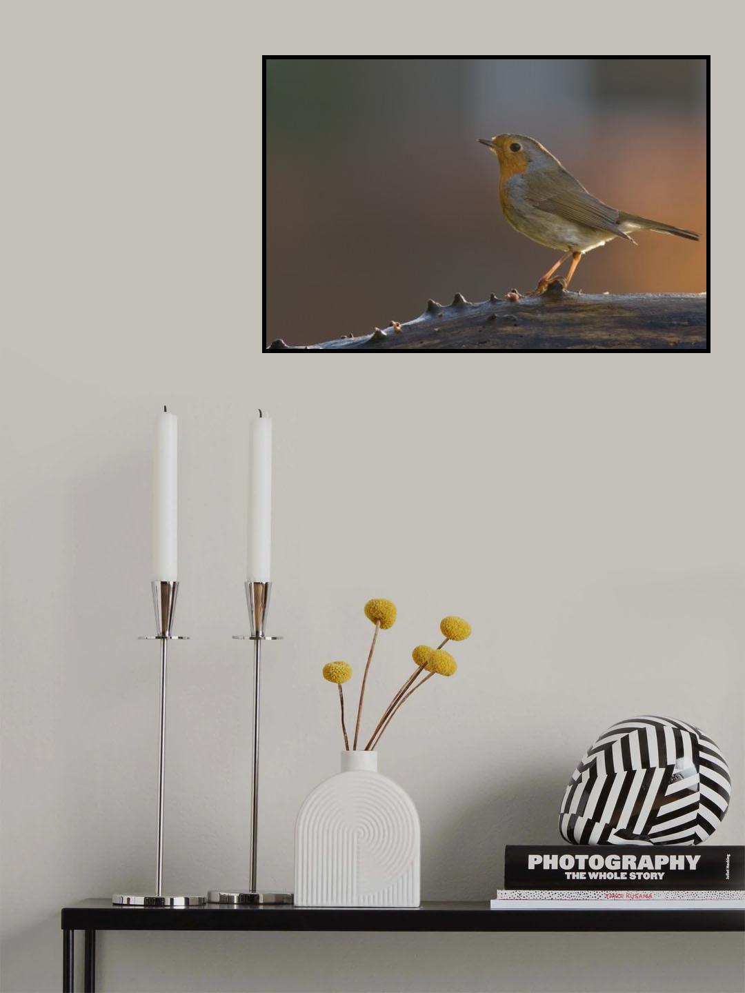 robin in beautiful light Poster och Canvastavla