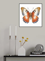 Butterfly 6 Poster och Canvastavla