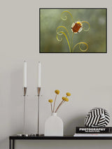 Tortoise Beetle and Leaves Poster och Canvastavla