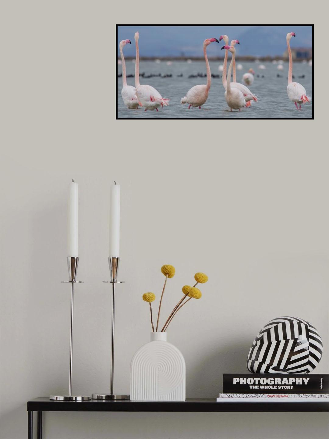 Greater flamingo Poster och Canvastavla