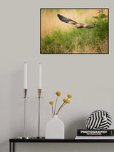 Red Kite Poster och Canvastavla