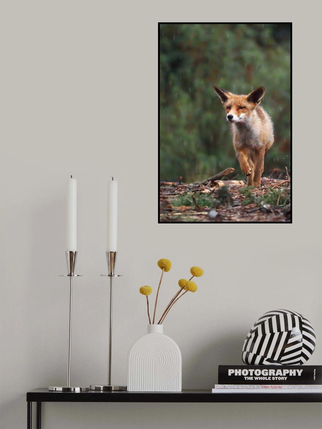 Rain fox Poster och Canvastavla