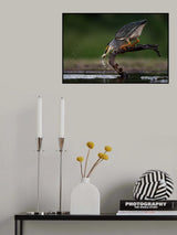Breakfast catch Poster och Canvastavla