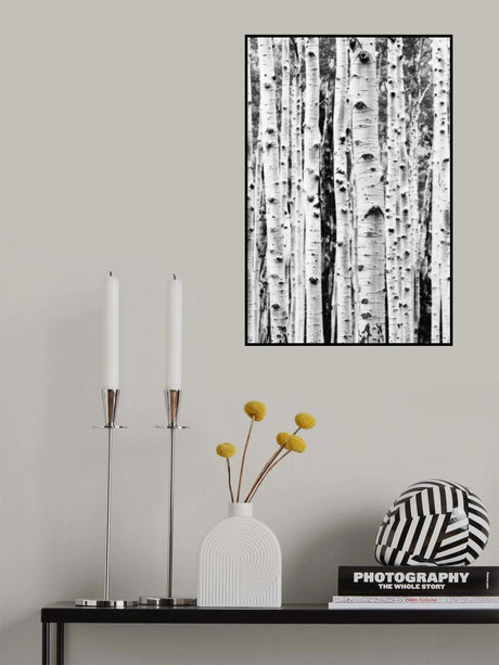 Birches Poster och Canvastavla