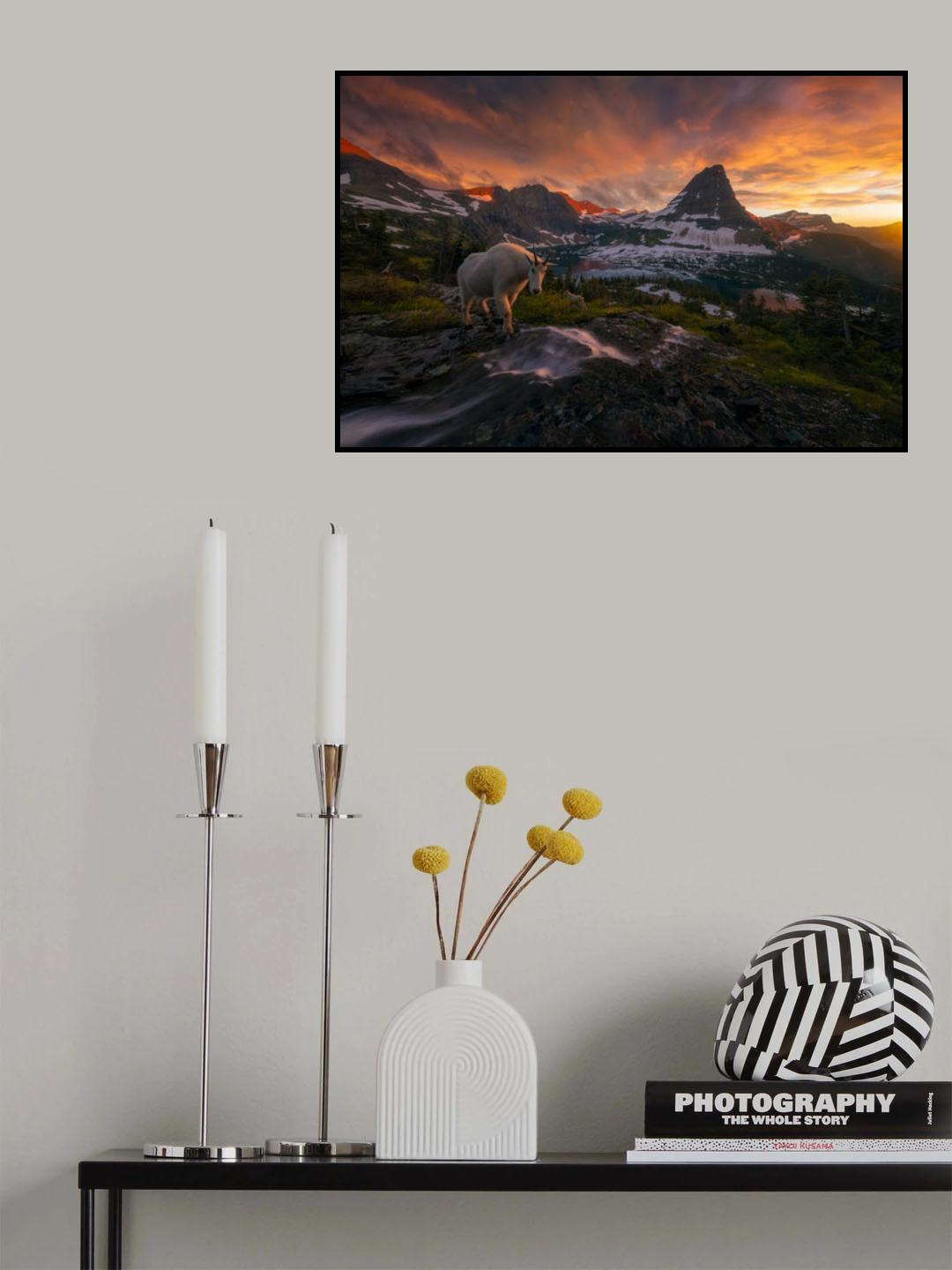 Goat Crossing Poster och Canvastavla