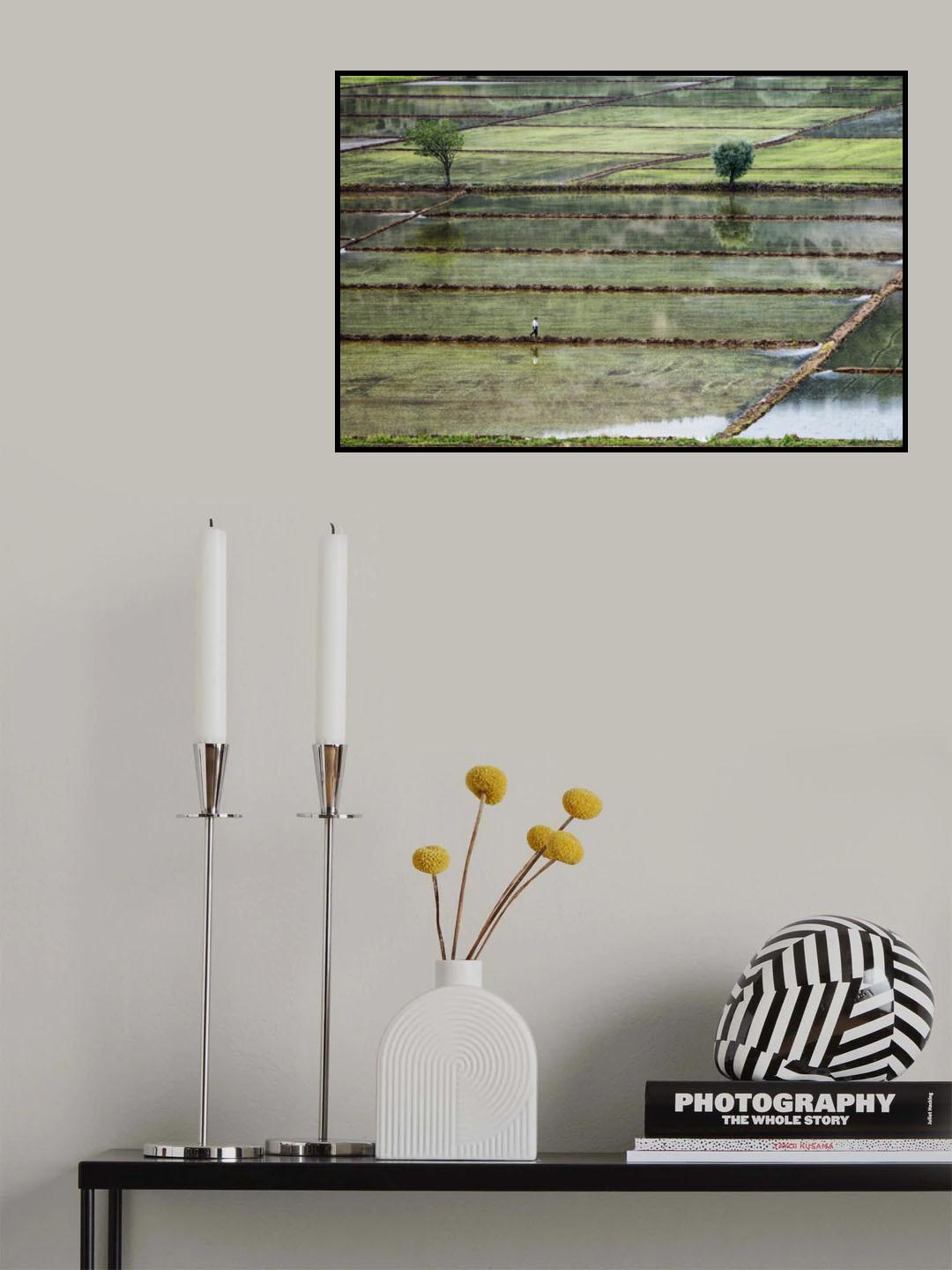 rice field on man Poster och Canvastavla