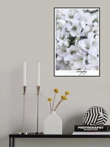 Distressed freesias II Poster och Canvastavla