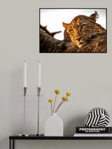 Leopard eyes Poster och Canvastavla