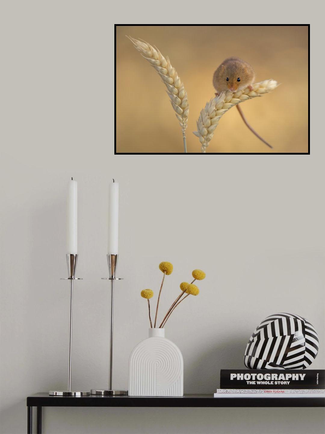 Harvest mice Poster och Canvastavla