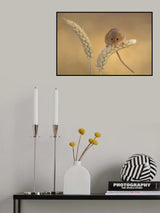 Harvest mice Poster och Canvastavla
