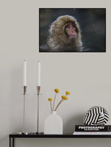 It's snowing again Poster och Canvastavla