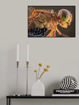 Dragonfly And Parasite Poster och Canvastavla