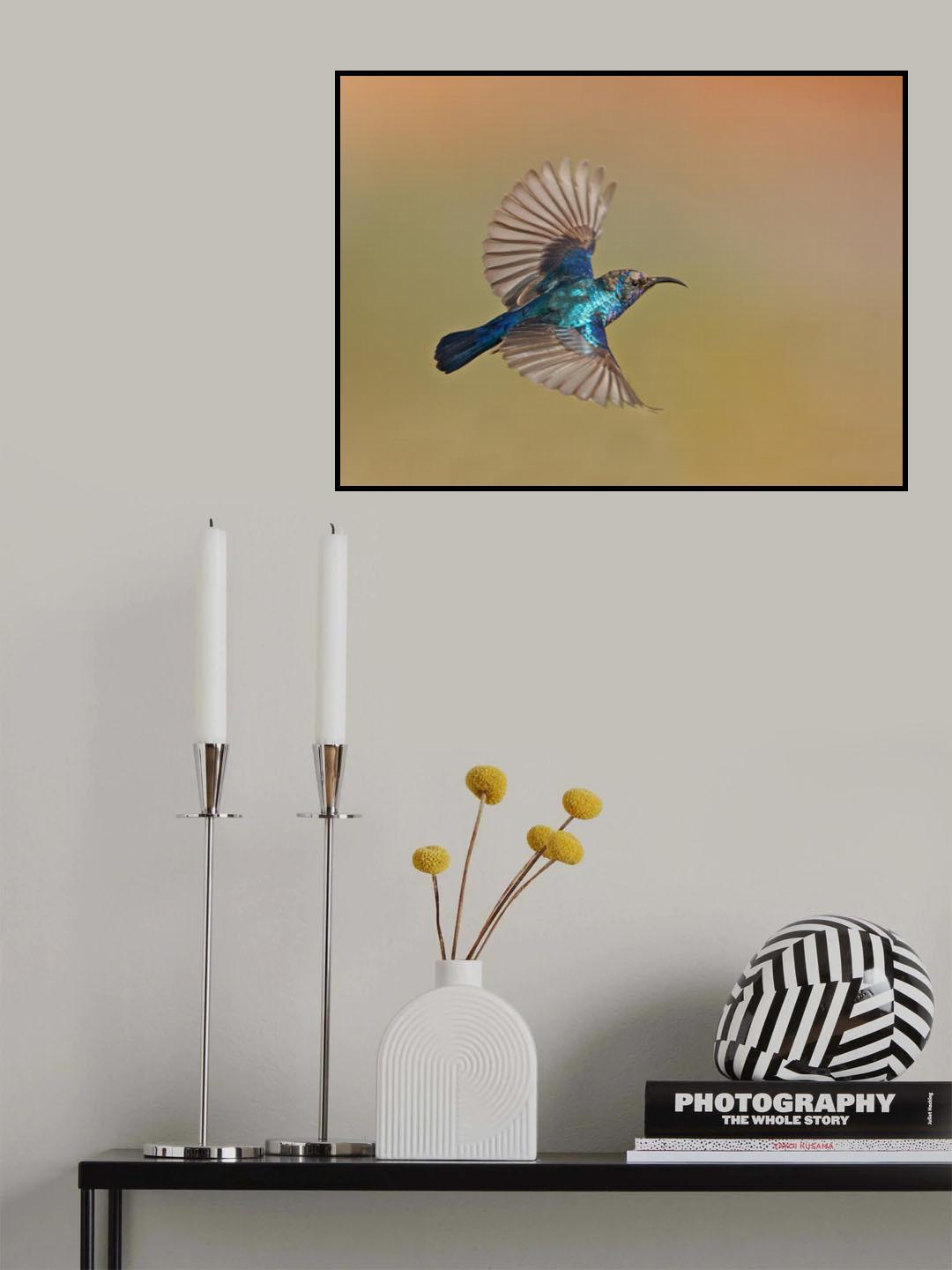 Sunbird Male Poster och Canvastavla