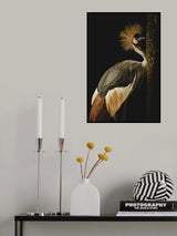 Grey Crowned Crane Poster och Canvastavla