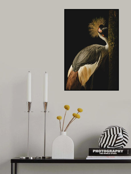 Grey Crowned Crane Poster och Canvastavla