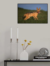 Black-backed jackal with kill Poster och Canvastavla