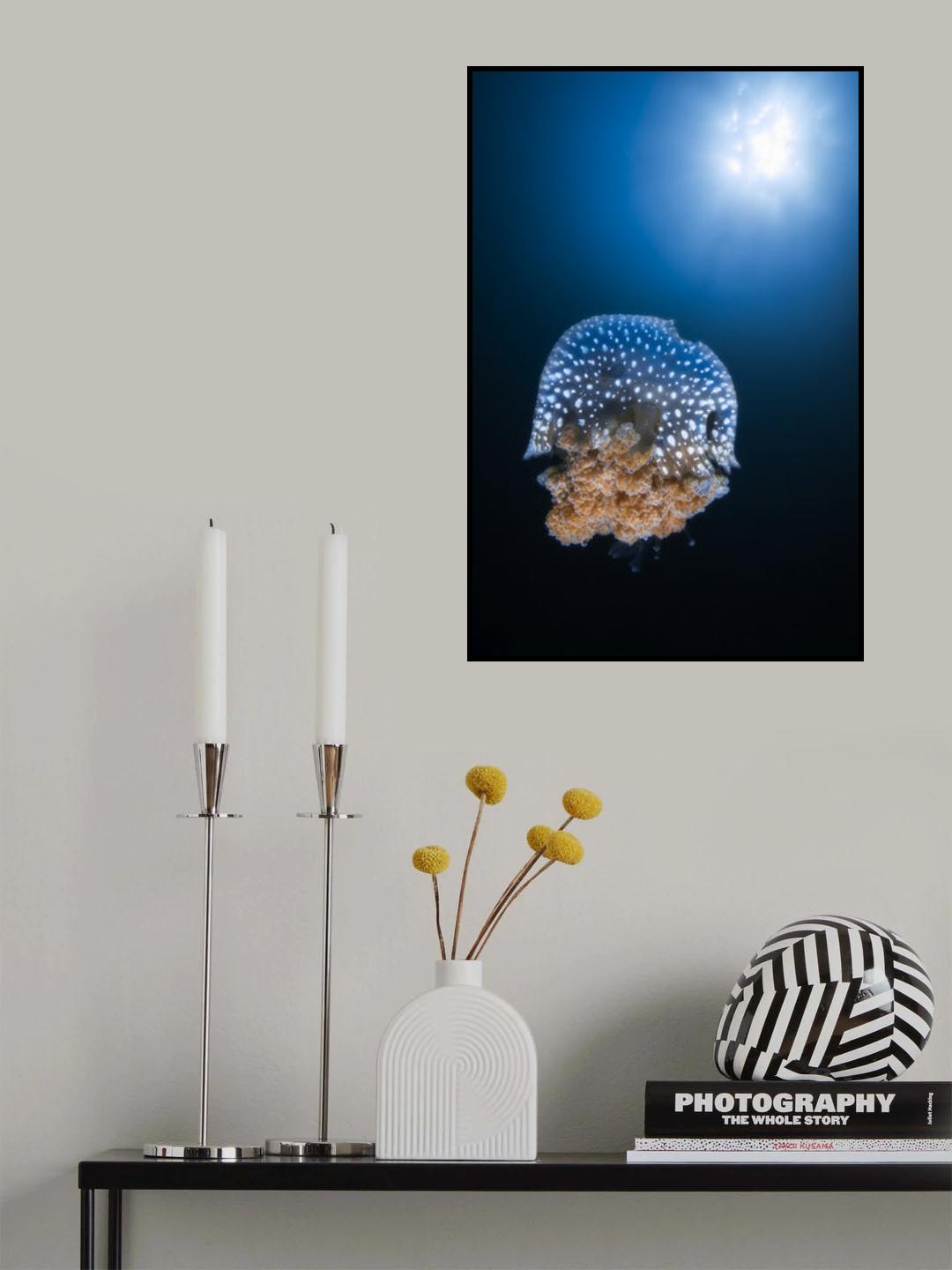 Jellyfish from Tachai pinnacle Poster och Canvastavla