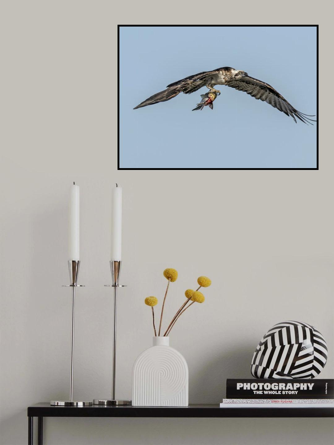 Osprey with prey Poster och Canvastavla
