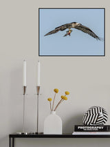 Osprey with prey Poster och Canvastavla