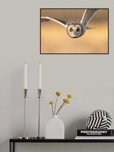 Especially close-up of Owl flight （front） Poster och Canvastavla