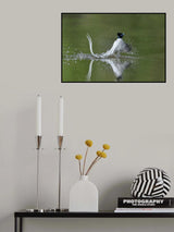 Asian Paradise Flycatcher Poster och Canvastavla