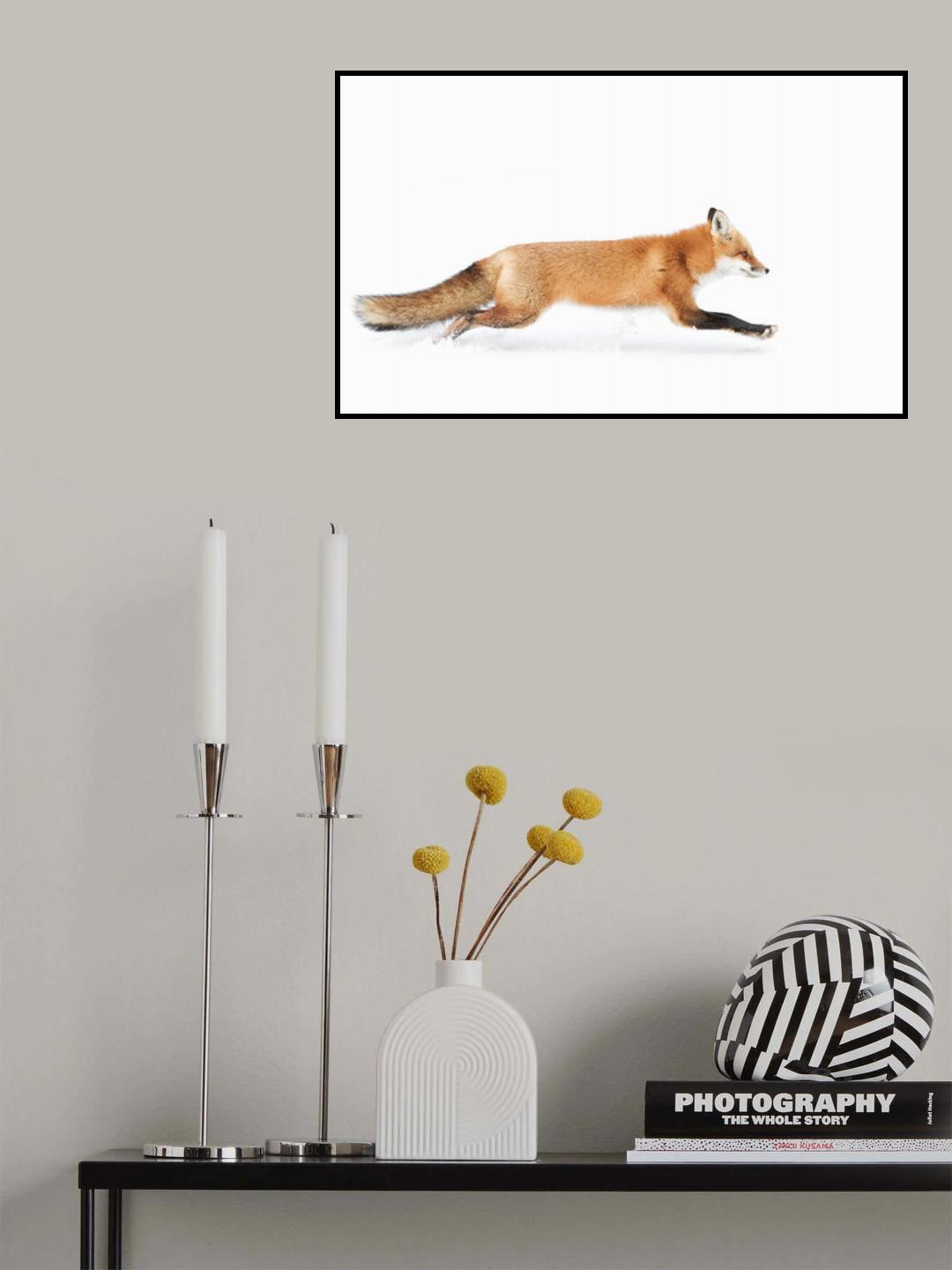 Red Fox on the run - Algonquin Park Poster och Canvastavla