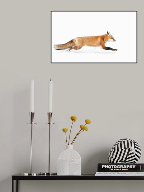 Red Fox on the run - Algonquin Park Poster och Canvastavla