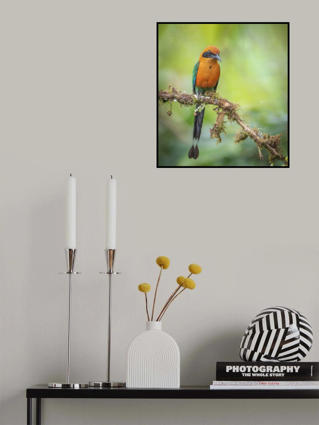 Rufous Motmot Poster och Canvastavla