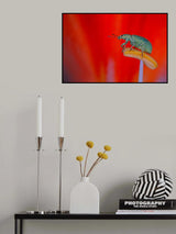 Weevil Poster och Canvastavla